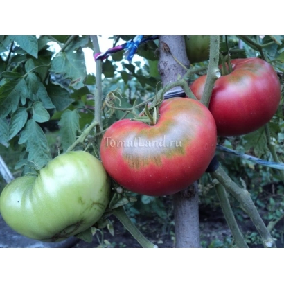 Спелые и зеленые помидоры сорта Бийский Розан на кусте
