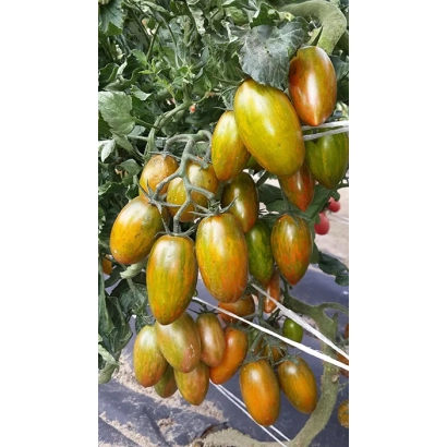 Спелые плоды томата БИКОЛОР на кусте