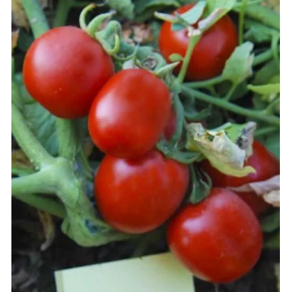 Спелые красные томаты на ветке - Бинго