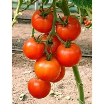 Красные томаты на ветке без названия продукта - Бизарр F1