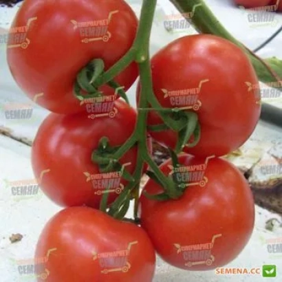 Спелые красные томаты сорта Бизар F1 на ветке