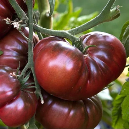 Ripe red tomatoes of the Black Bison variety on a vine