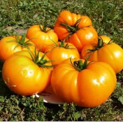 Yellow tomatoes of the Bison variety in the field
