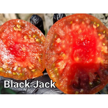 Разрезанный томат Black Jack с видимой мякотью и семенами - БЛЭК-ДЖЕК