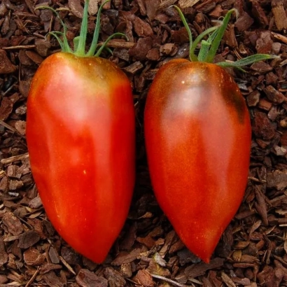 Два червоні помідори сорту Блонді на мульчі