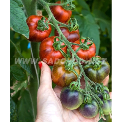 Кисть спелых и полуспелых томатов сорта Блюз на ветке, держится рукой