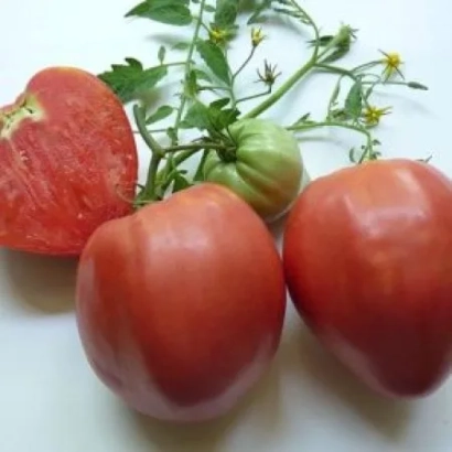 Свежие помидоры на белом фоне - Боян (Златка) / Боян
