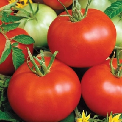 красные и зеленые томаты на ветвях с листьями - Бобкат F1