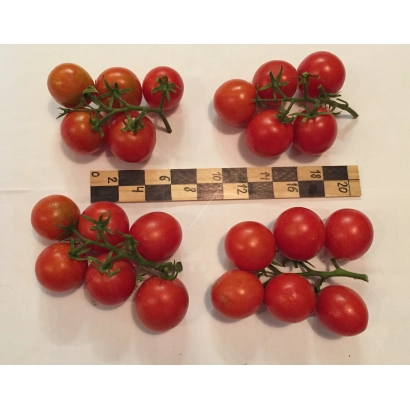 Четыре грозди красных томатов на белом фоне с линейкой для масштаба - БОБОТАЙ