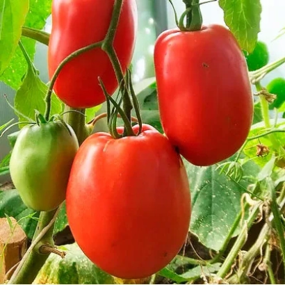 Червоні та зелені помідори на гілці - БОЧОНОК