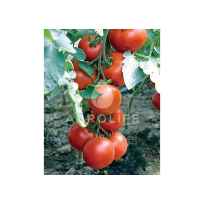Красные томаты на кусте с логотипом 'ROLIFE' на фоне - Бодерин F1