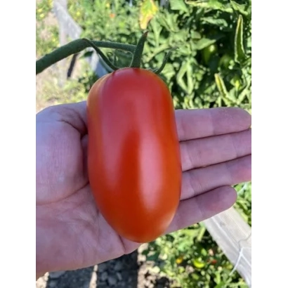 Красный томат сорта БОГАРТ в руке на фоне зелени