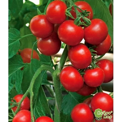 Крупний план червоних томатів сорту БОГУН F1 на гілці