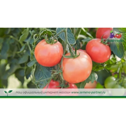 красные томаты на ветке - БОКЕЛЕ