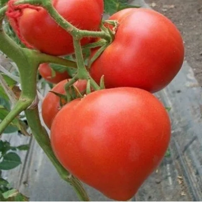 Large red tomatoes on a vine - LARGE MAMA