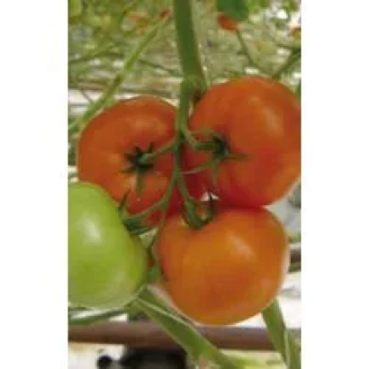 Спелые и зеленые помидоры на кусте - Болдуин F1