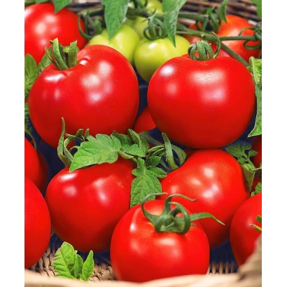 Red and green Bolivar tomatoes in a basket