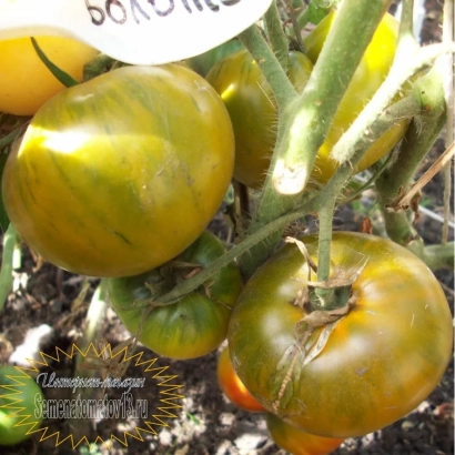 Томаты сорта БОЛОТО на растении