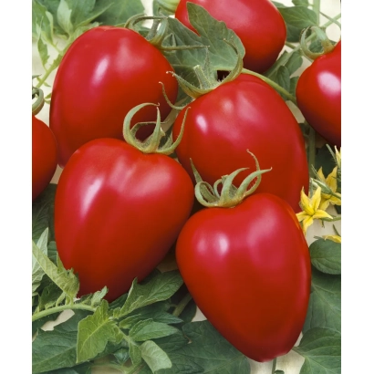 Красные томаты сорта БОНАПАРТ на зелёных листьях