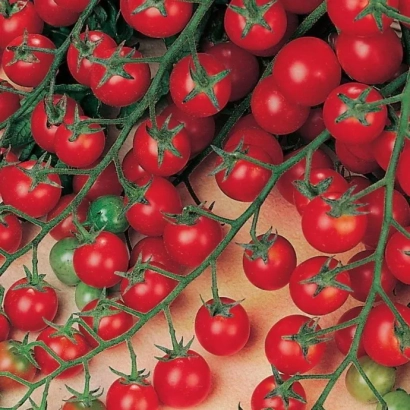Свежие красные и зеленые помидоры на ветвях - БОНБОН
