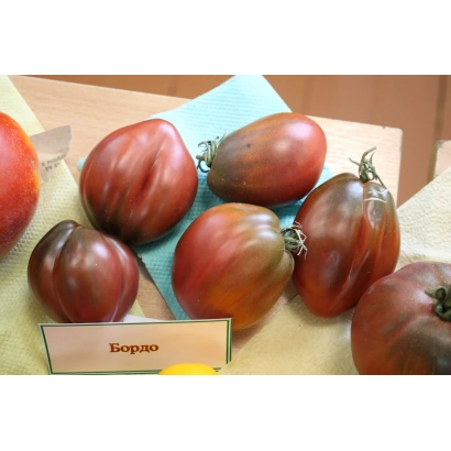 Томаты сорта Бордо на светлом фоне