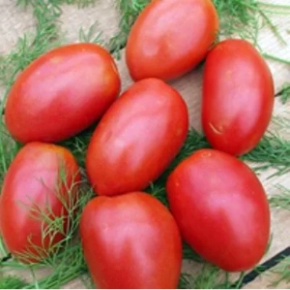 Красные помидоры сорта БОРЕЦ на фоне зелени