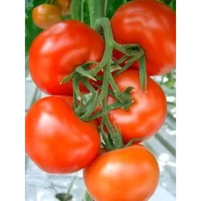 Спелые красные томаты сорта Бородино F1 на ветке