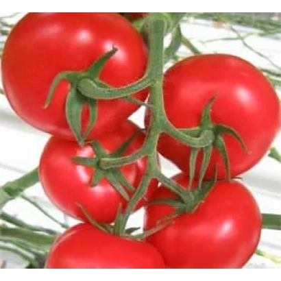 Свежие красные томаты на ветке - БОУНТИС
