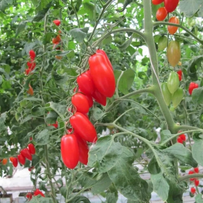Красные помидоры на кусте в теплице - БРАМОС
