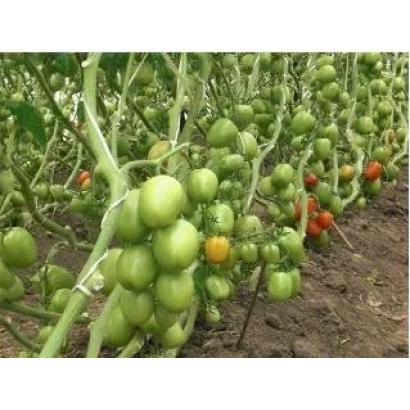 Томаты на кусте в поле - Браво