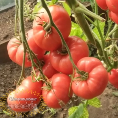 Ближній план помідорів сорту Бренді Рожевий на гілці