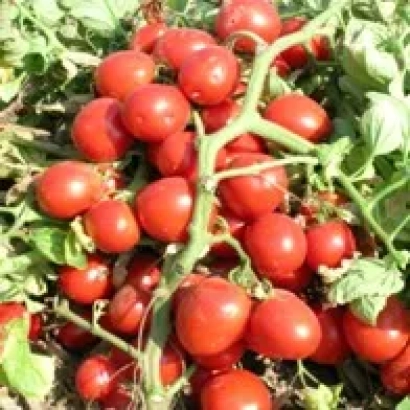 Red tomatoes on a vine - Brixol F1