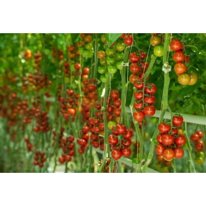 Красные и зеленые томаты на ветвях в теплице - Бриозо