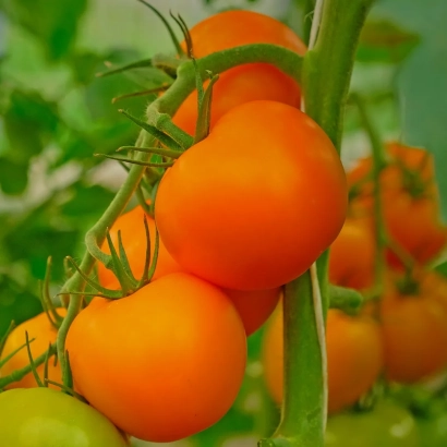 Спелые и зеленые помидоры на ветке - БРИТАНИКА