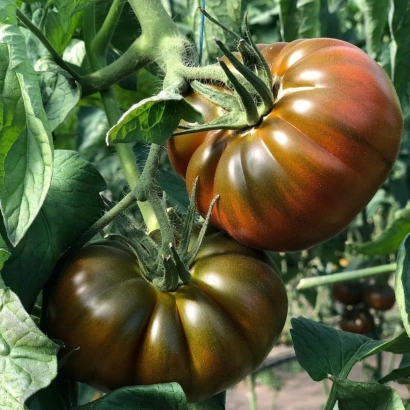 Спелые коричневые томаты Браун Кой на ветке