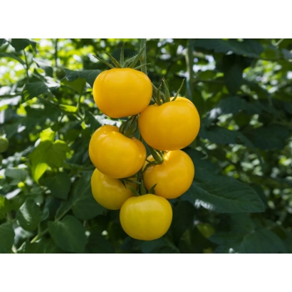 Желтые томаты на ветке - БРЮТ