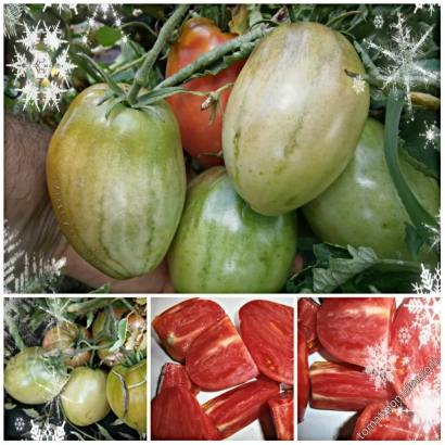 Ripe and green tomatoes of variety BSV 1 on the vine