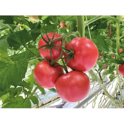 Спелые красные томаты на ветке - БУЭНАРОЗА