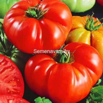 Крупные красные томаты на фоне зелени и других овощей - БУГЕНВЕЛ