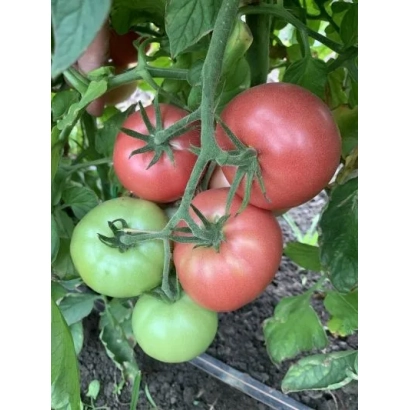 Спелые и зеленые помидоры на ветке - БУГИ ВУГИ