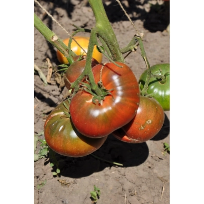 Спелые и зеленые томаты сорта Бургундия на кусте