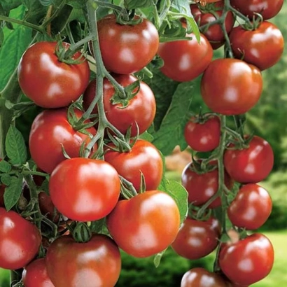 Дозрілі червоні помідори на гілці - БУРИЙ КОКТЕЛЬ