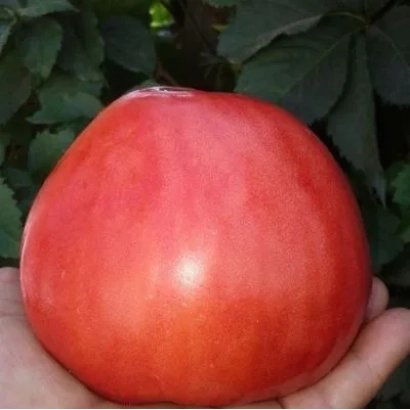Крупный красный помидор сорта «БЫЧЬЕ СЕРДЦЕ МАЛИНОВОЕ» в руке на фоне зелени