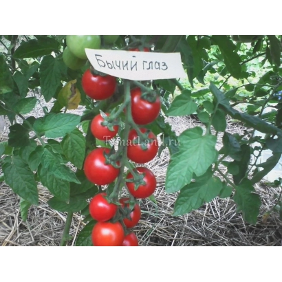 Красные томаты сорта Бычий глаз на кусте