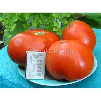 Томаты сорта ТоматЛанд на блюде с этикеткой - БЫЧИЙ ЛОБ