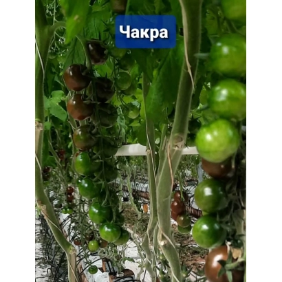 Зеленые томаты сорта Чакра на ветвях