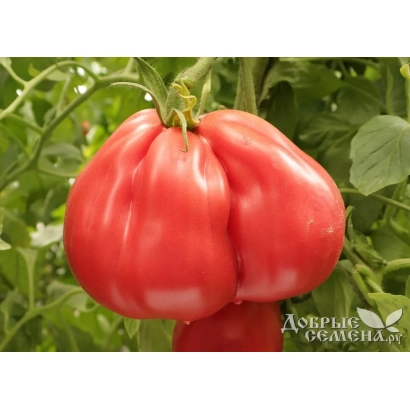 Крупный красный помидор сорта АБЕРДИН F1 на зелёном фоне - Чалма