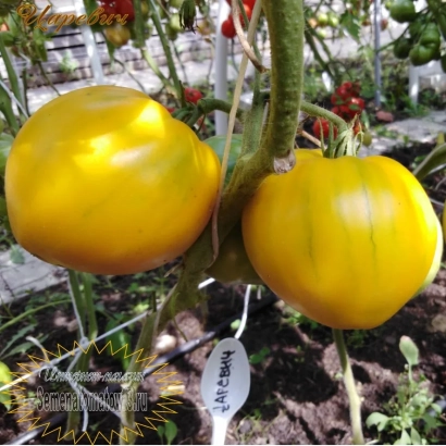 Спелые желтые томаты сорта Царевич на кусте
