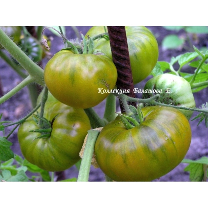 Томати сорту ЦАРЕВНА-ЛЯГУШКА на рослині - ЦАРЕВНА-ЖАБА