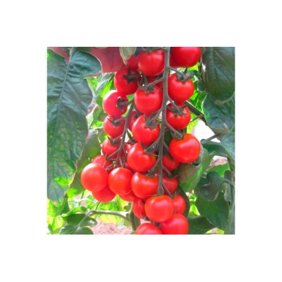 Спелые красные томаты на кусте - Чародей F1